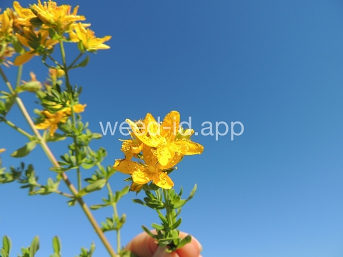 St. Johnswort, common